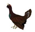 Wood grouse vector illustration. Heather cock or capercaillie wildfowl. Blackcock or heath cock. Bird from forest. Black cock. Royalty Free Stock Photo