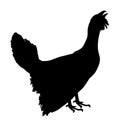 Wood Grouse Vector Silhouette Illustration. Heather Cock Or Capercaillie Wildfowl.