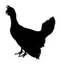 Wood grouse vector silhouette illustration isolated on white background. Royalty Free Stock Photo