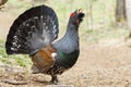 Wood grouse in the woods