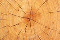 Wood with growth ring Royalty Free Stock Photo
