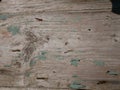 Wood grunge and vintage door texture green