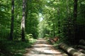 Wood Harvesting in the Black Forest