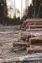 Wood harvesting in winter, wood piling on the plot woodworking industry sawmills
