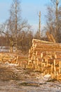 Wood harvesting in winter, wood piling on the plot woodworking industry sawmills