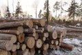 Wood harvesting in winter, wood piling on the plot woodworking industry sawmills Royalty Free Stock Photo
