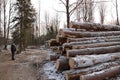 Wood harvesting in winter, wood piling on the plot woodworking industry sawmills Royalty Free Stock Photo