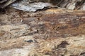 Termite Infestation in Wood