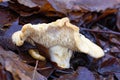 Wood Hedgehog Fungus Royalty Free Stock Photo