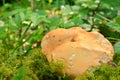 Wood Hedgehog mushroom Royalty Free Stock Photo