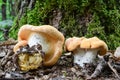 Wood Hedgehog mushroom in oak forest Royalty Free Stock Photo