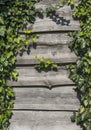 Wood horizontal plants with a green leaves of plants in a sun light. Copy space for text or image. Natural background Royalty Free Stock Photo