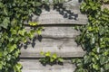 Wood horizontal plants with a green leaves of plants in a sun light. Copy space for text or image. Natural background Royalty Free Stock Photo