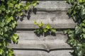 Wood horizontal plants with a green leaves of plants in a sun light. Copy space for text or image. Natural background Royalty Free Stock Photo