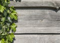 Wood horizontal plants with a green leaves of plants in a sun light. Copy space for text or image. Natural background Royalty Free Stock Photo