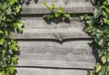 Wood horizontal plants with a green leaves of plants in a sun light. Copy space for text or image. Natural background Royalty Free Stock Photo