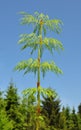 Wood horsetail (Equisetum sylvaticum) Royalty Free Stock Photo