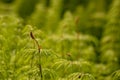 Wood Horsetail - Equisetum sylvaticum - Green Nature Backgrounds Royalty Free Stock Photo