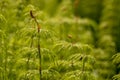 Wood Horsetail - Equisetum sylvaticum - Green Nature Backgrounds Royalty Free Stock Photo