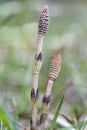 Wood horsetail (Equisetum sylvaticum) Royalty Free Stock Photo