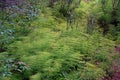 Wood Horsetail forrest autumn in Siberian forrest Royalty Free Stock Photo