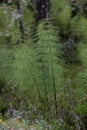 Wood Horsetails