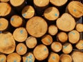 Wood industry Royalty Free Stock Photo