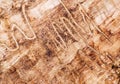 Wood with Insect Trails