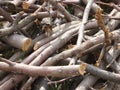 Wood for kindling, logs and twigs.