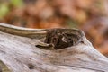 Wood knot on tree trunk Royalty Free Stock Photo