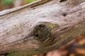 Wood knot on tree trunk Royalty Free Stock Photo