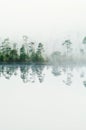 Wood lake coast in a fog