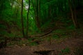Wood land landscape forest scenic view natural environment space photography of summer season day time with wild trail and broken