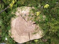 Wood land stump