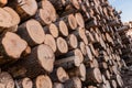 Freshly cut tree wooden logs piled up. Wood storage for industry. Felled tree trunks. Panorama of firewood cut tree Royalty Free Stock Photo