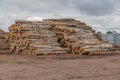 Freshly cut tree wooden logs piled up. Wood storage for industry. Felled tree trunks. Panorama of firewood cut tree Royalty Free Stock Photo