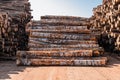 Freshly cut tree wooden logs piled up. Wood storage for industry. Felled tree trunks. Panorama of firewood cut tree Royalty Free Stock Photo