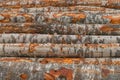 Felled tree trunks. Firewood cut tree trunk logs stacked prepared. Deforestation for Industrial production. Freshly cut Royalty Free Stock Photo