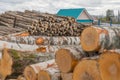 Felled tree trunks. Firewood cut tree trunk logs stacked prepared. Deforestation for Industrial production. Freshly cut Royalty Free Stock Photo