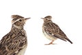 Wood Lark isolated on a white background Royalty Free Stock Photo