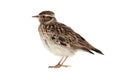 Wood Lark