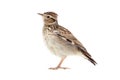 Wood Lark