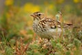 Wood Lark - Lullula arborea on the meadow pastureland in Romania