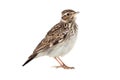 Wood Lark Lullula arborea