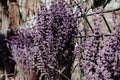 Wood Lavender Flowers Background Royalty Free Stock Photo