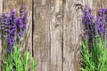 Wood Lavender Flowers Background Royalty Free Stock Photo