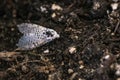 Wood Leopard Moth, Zeuzera pyrina, white moth with black spots walking on brown soil. Royalty Free Stock Photo