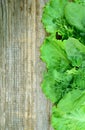 Wood with lettuce, parsley, dill and spinach