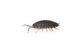 Wood lice  Porcellio Scaber Royalty Free Stock Photo
