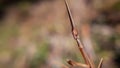 Glorious wood-like mantis insect looking ahead